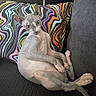 cat, sphynx_cat, hairless_cat, pet, animal, portrait, sitting, lounging, couch, sofa, colorful_cushion, patterned_background, indoor, living_room, wrinkled_skin, pointed_ears, green_eyes, curious, relaxed, funny_pose