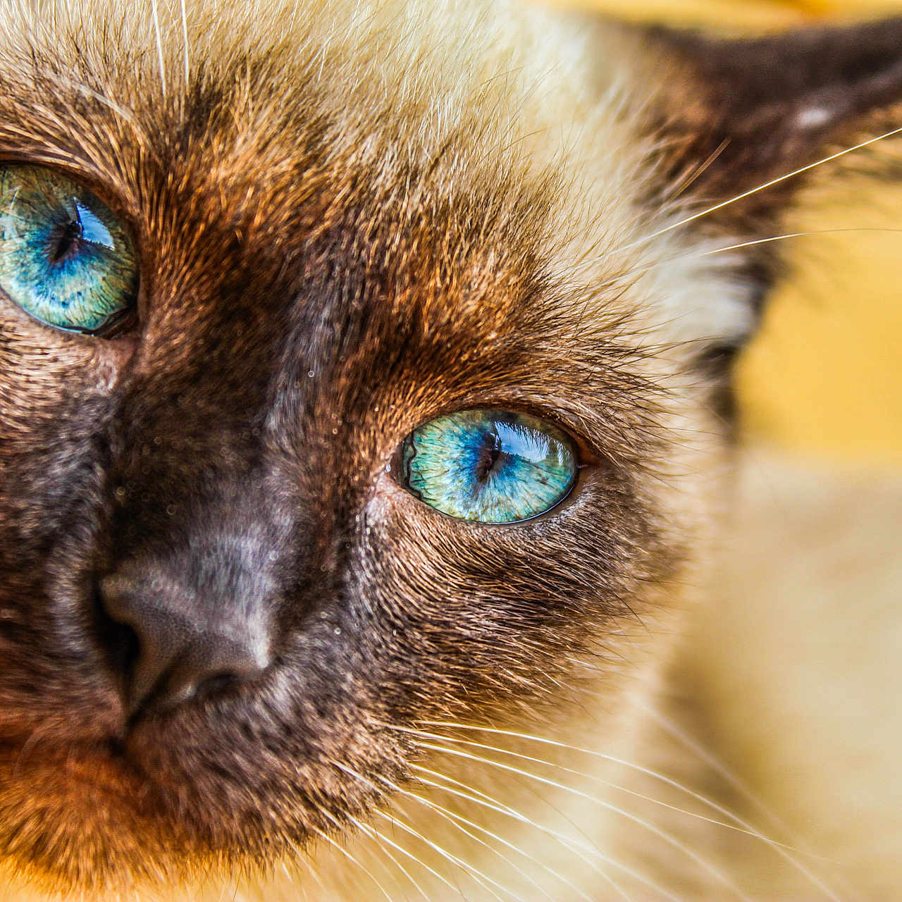 Marley participe au concours pour gagner de l'argent avec cette photo : animal, background_blur, blue_eyes, cat, close_up, cute, domestic_animal, face, feline, focused, fur, indoor, macro, mammal, pet, portrait, sharp, siamese_cat, soft_light, whiskers