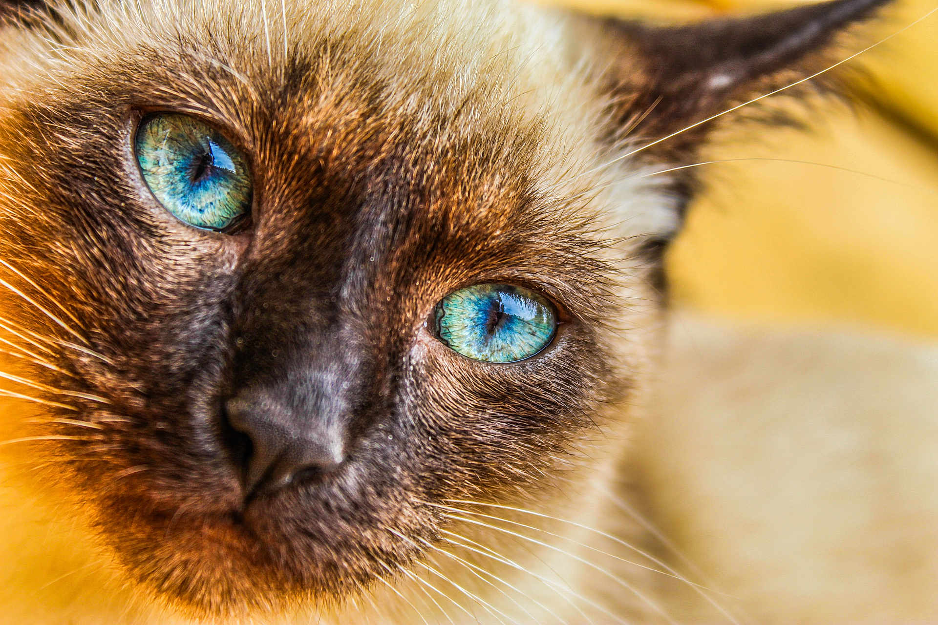 Marley participe au concours pour gagner de l'argent avec cette photo : cat, siamese_cat, close_up, blue_eyes, whiskers, fur, animal, pet, face, portrait, macro, mammal, cute, feline, domestic_animal, indoor, soft_light, focused, sharp, background_blur