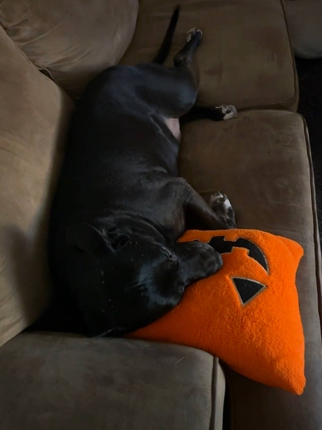 Blackjack joined the competition — help win amazing prizes! armrest, auto_part, car_seat, car_seat_cover, carmine, carnivore, chair, comfort, companion_dog, dog, dog_breed, fawn, flooring, grey, human_leg, linens, sitting, slipcover, sporting_group, working_animal