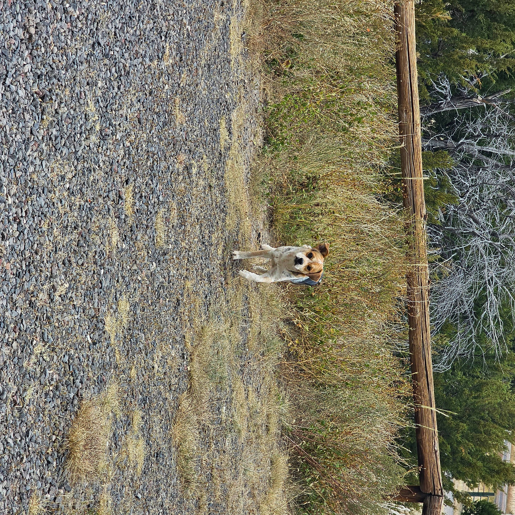Sassy is registered to the contest to win money with this photo: adventure, asphalt, bedrock, carnivore, concrete, grass, landscape, plant, recreation, rock, shadow, shrubland, slope, soil, sport_climbing, tree, trunk, wildlife, wood