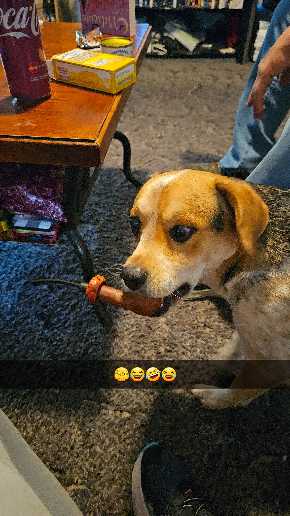 Sassy joined the competition — help win amazing prizes! canidae, carnivore, chair, collar, companion_dog, dog, dog_breed, fawn, flooring, fur, handwriting, photo_caption, scent_hound, sporting_group, table, tire, wheel, yellow