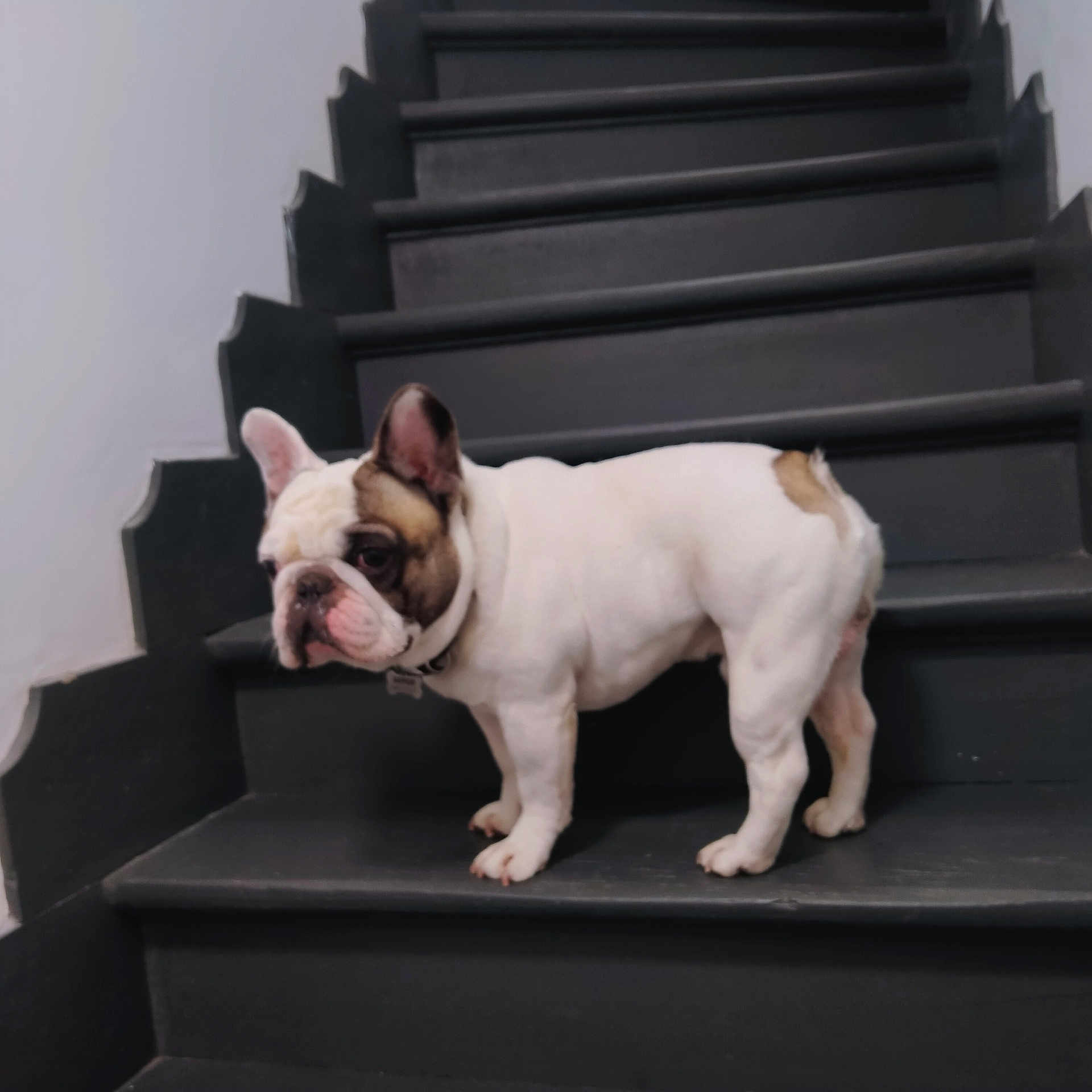 Saphir participe au concours pour gagner de l'argent avec cette photo : animal, architecture, bostonbull, boxer, building, bulldog, canine, dog, dogbed, frenchbulldog, house, housing, pet, pitbull, puppy, staircase, whitedog