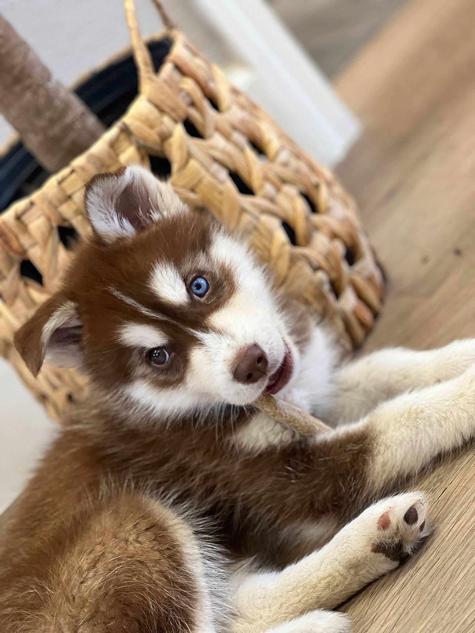 Henny is registered to the contest to win money with this photo: canidae, carnivore, claw, companion_dog, dog_breed, fashion_accessory, fawn, felidae, fur, paw, procyonidae, puppy, small_to_medium_sized_cats, snout, sporting_group, terrestrial_animal, whiskers, wildlife, wood, working_animal