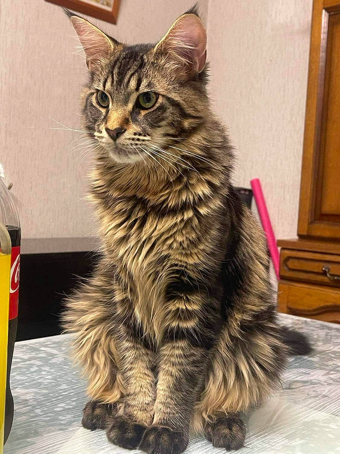 Scar participe au concours pour gagner de l'argent avec cette photo : carnivore, cat, claw, domestic_short_haired_cat, felidae, fur, maine_coon, paw, sitting, small_to_medium_sized_cats, snout, tail, terrestrial_animal, whiskers