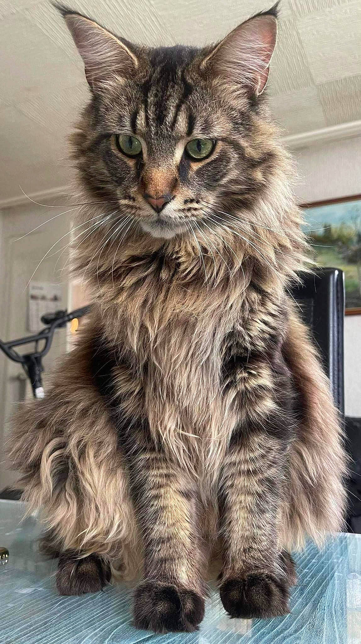 Scar a rejoint le concours — aidez-le/la à gagner de superbes lots ! box, carnivore, cat, claw, domestic_short_haired_cat, felidae, fur, maine_coon, small_to_medium_sized_cats, snout, tail, terrestrial_animal, whiskers