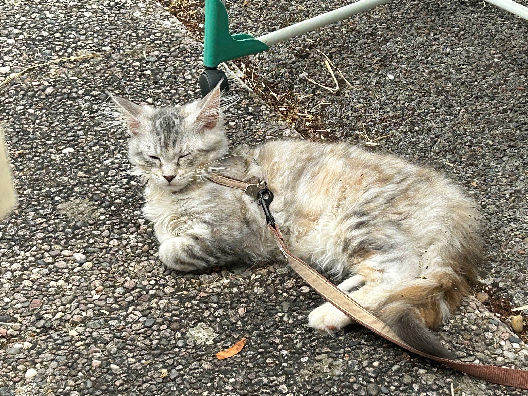 Ulyana a rejoint le concours — aidez-le/la à gagner de superbes lots ! asphalt, carnivore, cat, claw, domestic_short_haired_cat, fawn, felidae, fur, grass, paw, plant, road, road_surface, sidewalk, sitting, small_to_medium_sized_cats, soil, tail, terrestrial_animal, whiskers