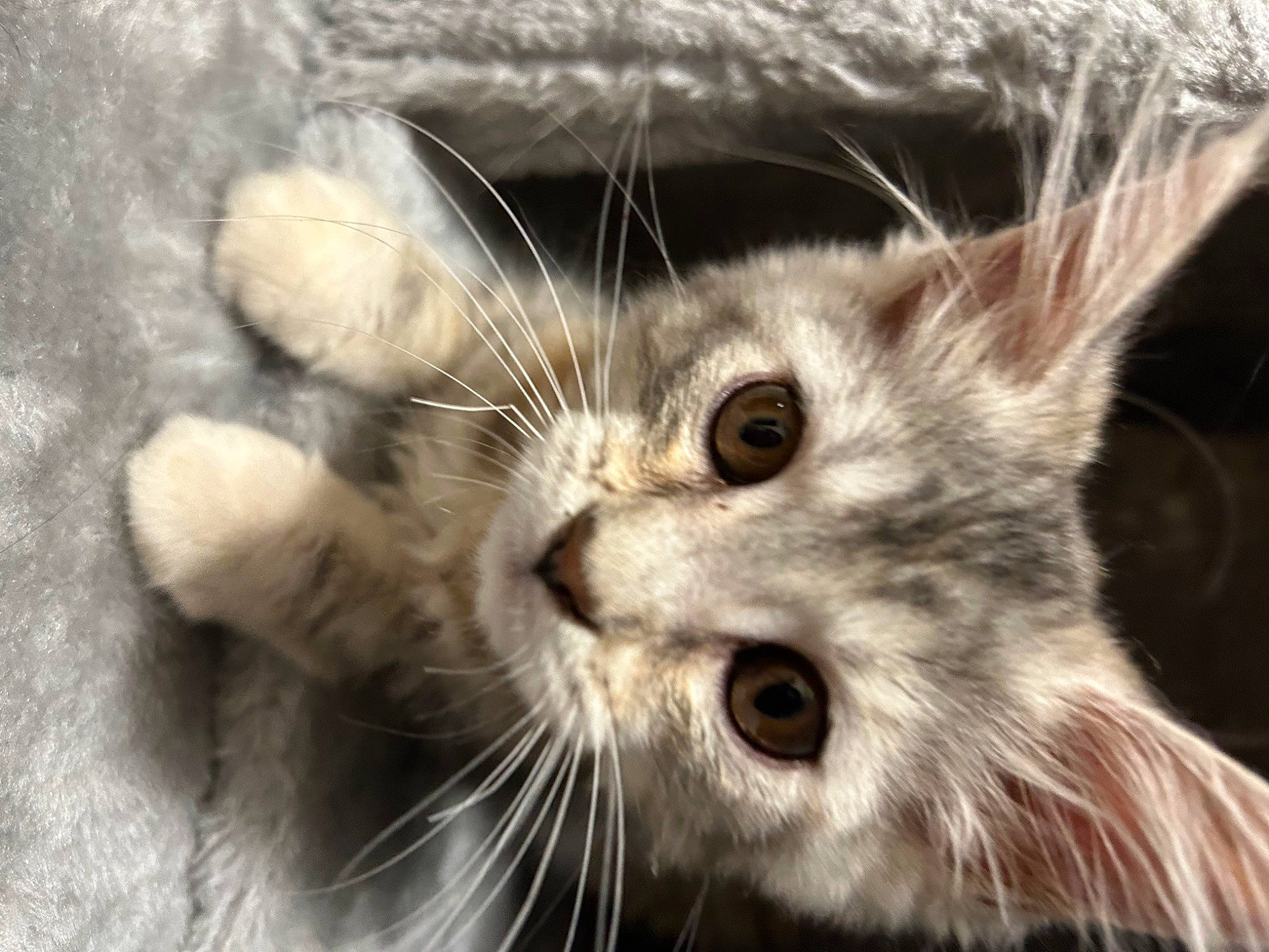 Ulyana a rejoint le concours — aidez-le/la à gagner de superbes lots ! carnivore, cat, claw, domestic_short_haired_cat, felidae, fur, paw, plant, small_to_medium_sized_cats, snout, whiskers, window