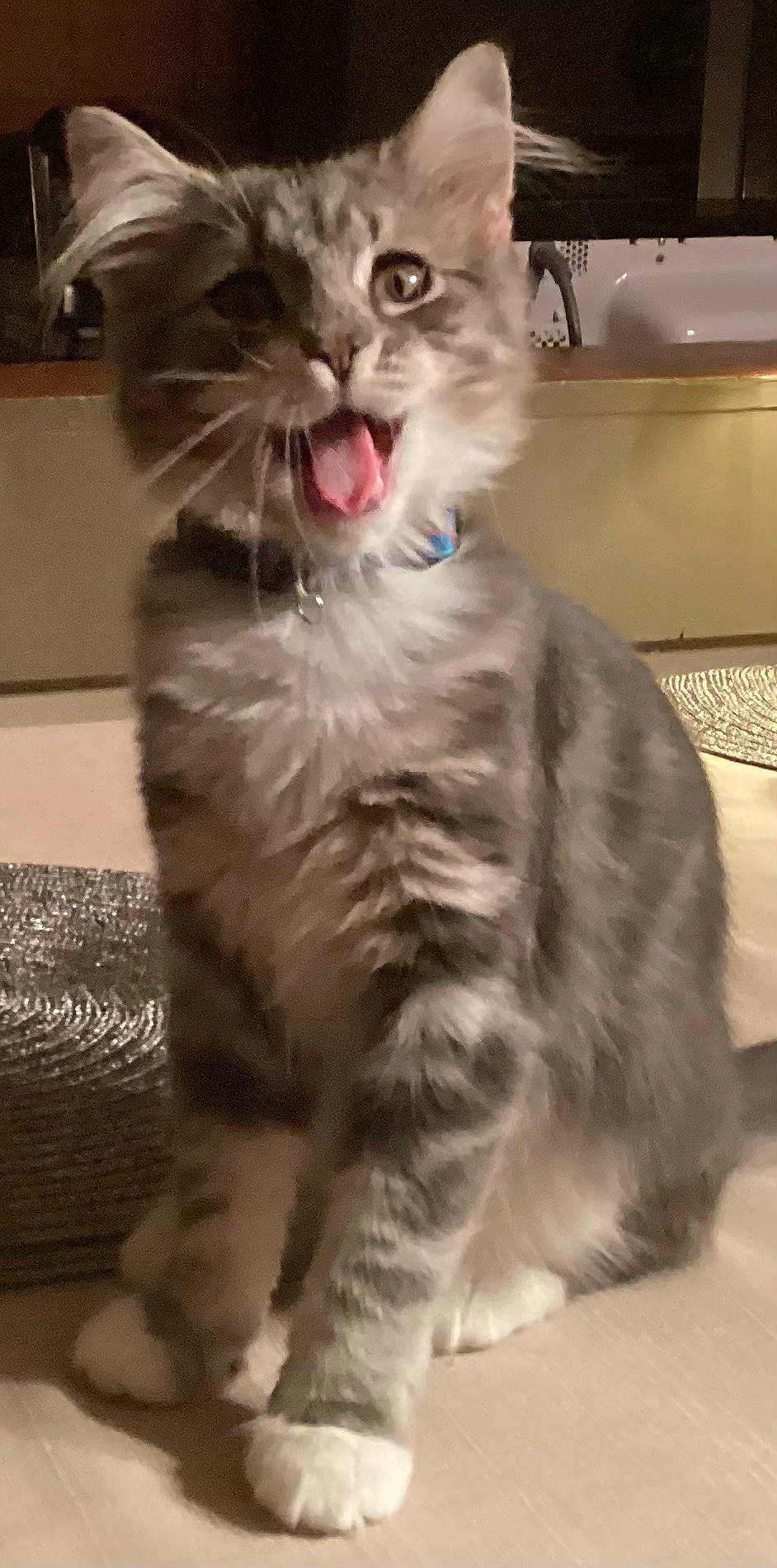 Bootz joined the competition — help win amazing prizes! animal, blue_collar, cat, closeup, cute, domestic, feline, floor, fur, gray_tabby, indoor, kitten, meowing, pet, playful, portrait, sitting, whiskers, white_paws, young_animal
