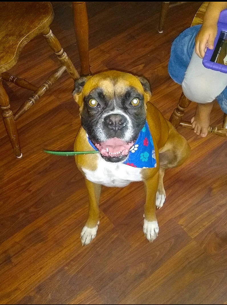 Dozer is registered to the contest to win money with this photo: american_pit_bull_terrier, boxer, canidae, carnivore, dog, dog_breed, fawn, hardwood, mammal, non_sporting_group, pit_bull, snout, sporting_group, staffordshire_bull_terrier, valley_bulldog