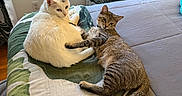 Griffin joined the competition — help win amazing prizes! cat, white_cat, tabby_cat, bed, blanket, indoor, window, curtains, feline, pets, relaxing, animal, domestic, resting, cozy, fur, tail, paw, looking, quiet