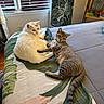 cat, white_cat, tabby_cat, bed, blanket, indoor, window, curtains, feline, pets, relaxing, animal, domestic, resting, cozy, fur, tail, paw, looking, quiet