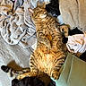 cat, tabby, feline, pet, sleeping, lying_down, clothes, laundry, fabric, pile, cozy, relaxed, indoor, striped, fur, tail, whiskers, cute, animal, resting