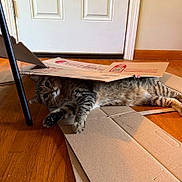 Griffin is registered to the contest to win money with this photo: cat, tabby, cardboard_box, floor, wooden_floor, indoor, pet, animal, feline, curious, playful, hiding, striped_fur, door, home, cozy, relaxed, paw, whiskers, peeking