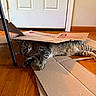 cat, tabby, cardboard_box, floor, wooden_floor, indoor, pet, animal, feline, curious, playful, hiding, striped_fur, door, home, cozy, relaxed, paw, whiskers, peeking