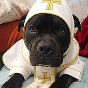 Charm is registered to the contest to win money with this photo: animal, black_dog, blanket, close_up, costume, cross, cute, decor, dog, expression, fabric, home, hood, indoors, lying_down, paws, pet, portrait, religious_outfit, soft_texture