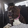 Pebbles joined the competition — help win amazing prizes! dog, pet, car_interior, backseat, blanket, pillow, brown_dog, white_chest, collar, canine, animal, window, seat, furniture, domestic_animal, mammal, companion, indoor, comfort, transportation