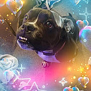 Pebbles joined the competition — help win amazing prizes! dog, pet, indoor, carpet, collar, black_and_white, cute, looking_up, funny_expression, hearts, stars, colorful_overlay, floor, footwear, blanket, paw, animal, companion, adorable, whimsical
