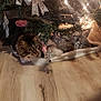 Baby joined the competition — help win amazing prizes! animal, cat, christmas_tree, curious, decoration, festive, floor, fluffy, holiday, indoor, lights, ornament, paw, pet, playful, ribbon, silver, sparkle, tree_branch, wooden_floor