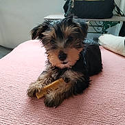 Aya participe au concours pour gagner de l'argent avec cette photo : dog, puppy, pet, small_dog, blanket, pink_blanket, bed, indoor, chew_bone, toy, paws, fur, cute, portrait, face, eyes, backpack, bag, furniture, soft_texture