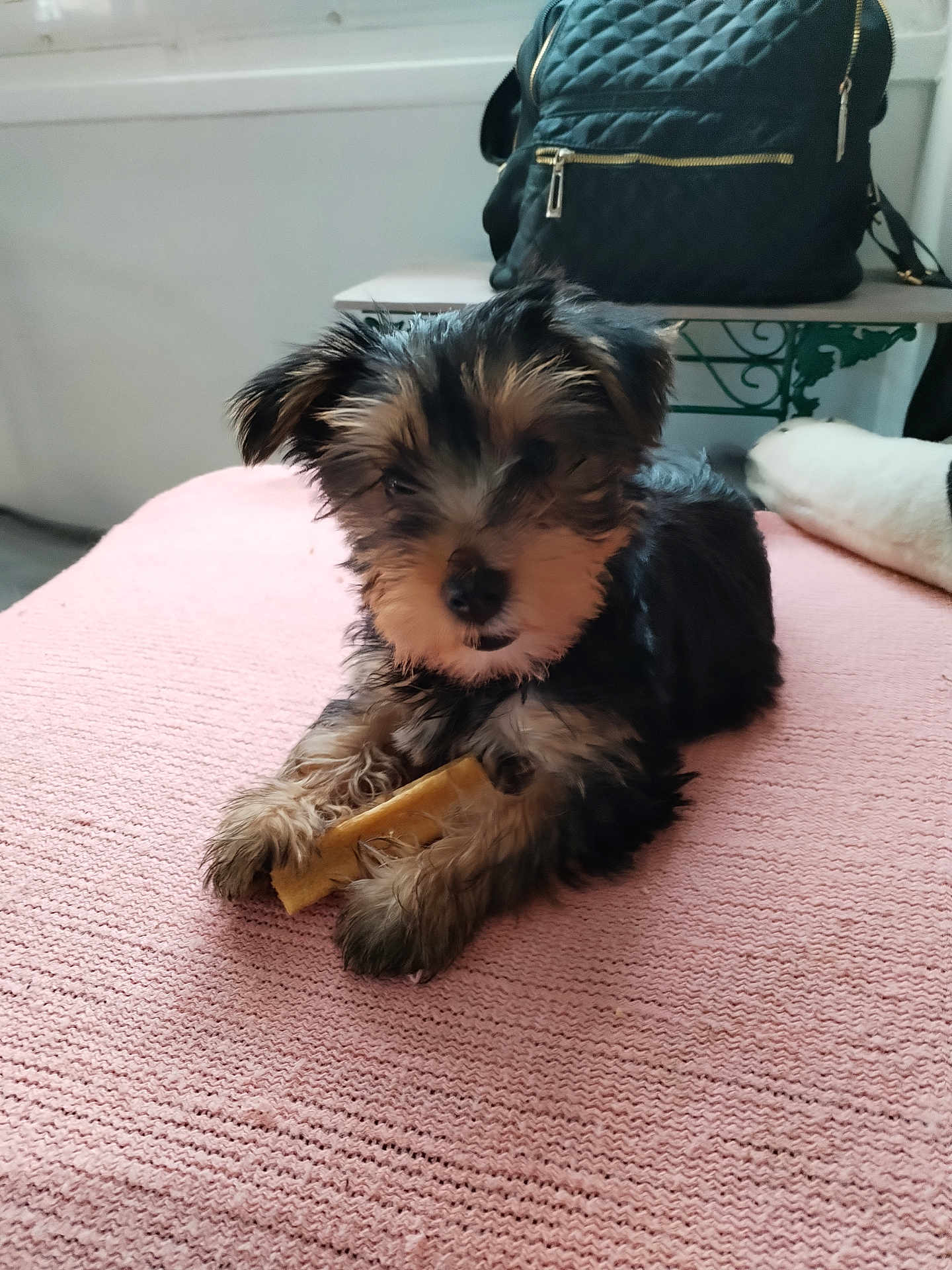 Aya participe au concours pour gagner de l'argent avec cette photo : dog, puppy, pet, small_dog, blanket, pink_blanket, bed, indoor, chew_bone, toy, paws, fur, cute, portrait, face, eyes, backpack, bag, furniture, soft_texture