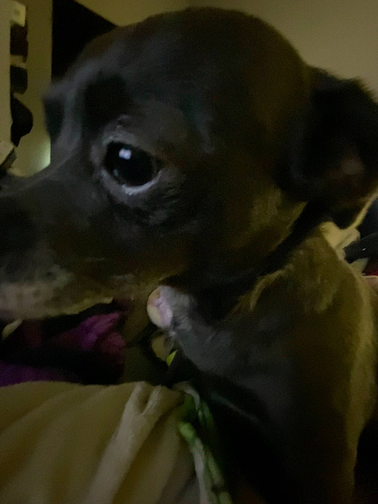 Kumi is registered to the contest to win money with this photo: canidae, carnivore, companion_dog, corgi_chihuahua, dog, dog_breed, ear, fang, fawn, fur, jaw, liver, non_sporting_group, snout, sporting_group, terrestrial_animal, toy_dog, whiskers, working_animal