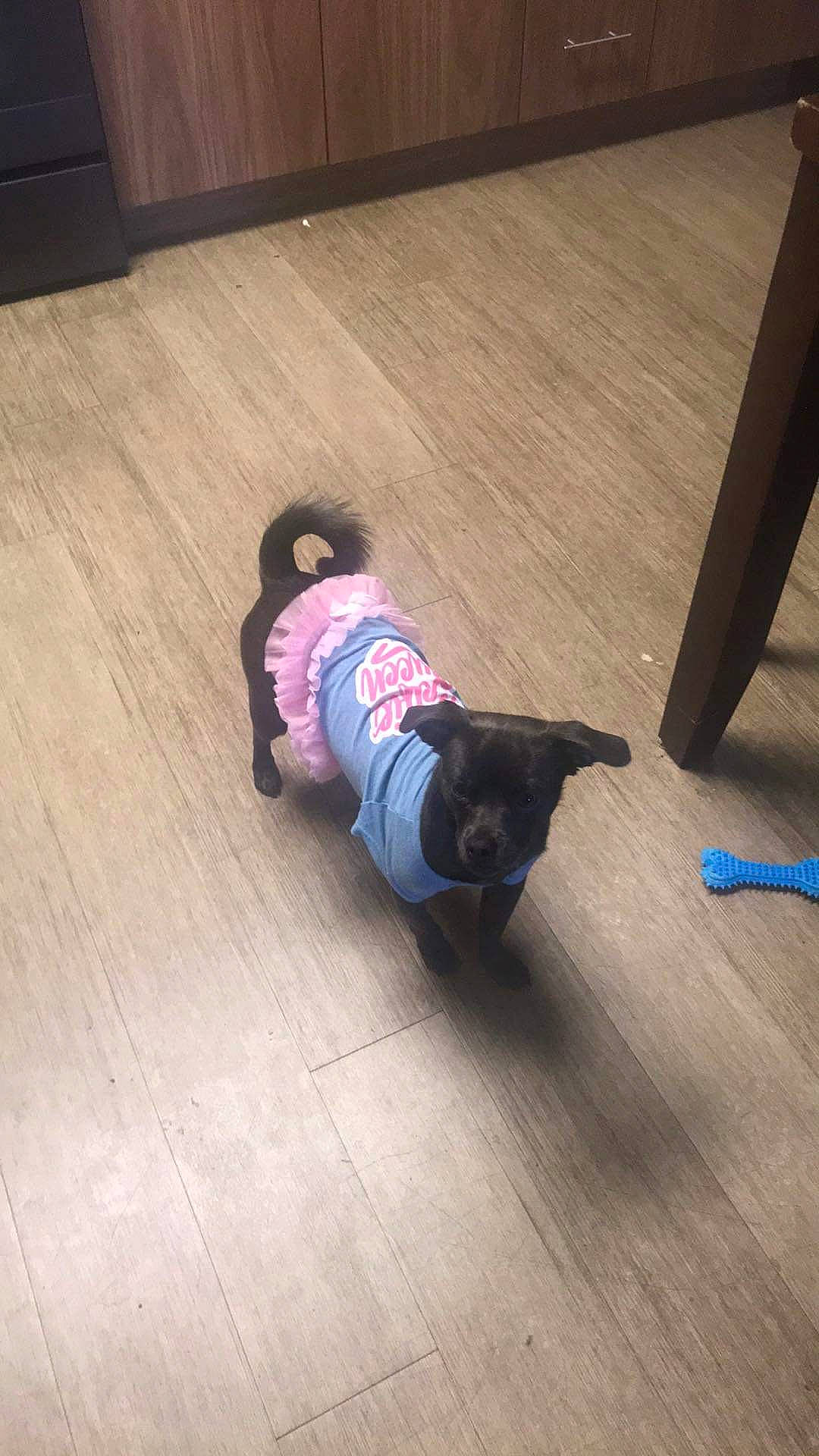 Kumi is registered to the contest to win money with this photo: baby, canidae, comfort, companion_dog, dog_breed, floor, flooring, hardwood, human_leg, laminate_flooring, luggage_and_bags, magenta, plywood, sitting, tail, toddler, varnish, wood, wood_flooring, wood_stain