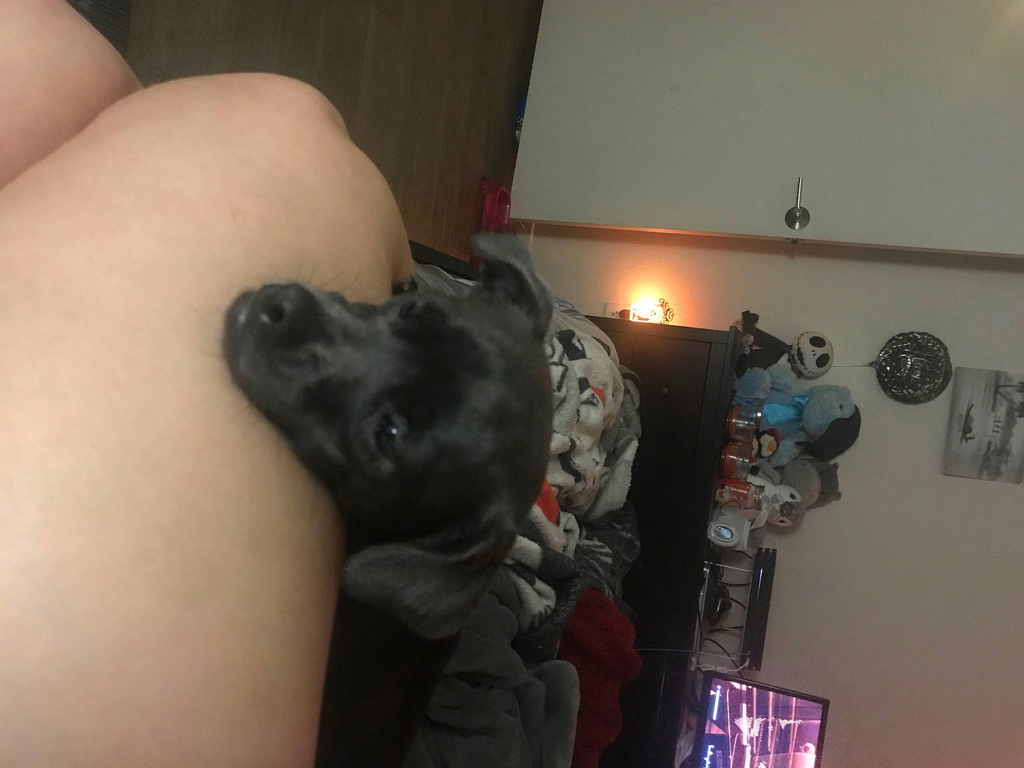 Kumi joined the competition — help win amazing prizes! abdomen, canidae, carnivore, chest, companion_dog, dog, dog_breed, elbow, fur, gesture, guard_dog, human_leg, knee, machine, nail, picture_frame, room, sporting_group, thigh, toy