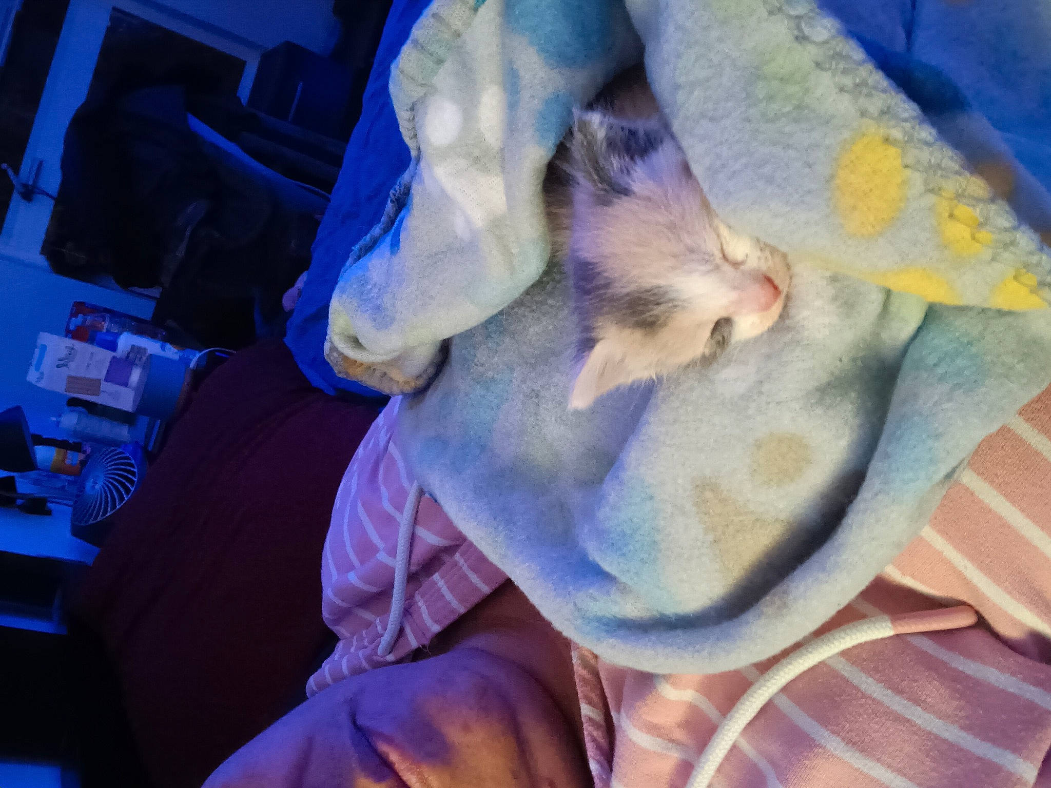 Cookie is registered to the contest to win money with this photo: abdomen, blue, child, comfort, electric_blue, felidae, fur, linens, magenta, medical_glove, nail, nap, petal, purple, room, service, small_to_medium_sized_cats, whiskers