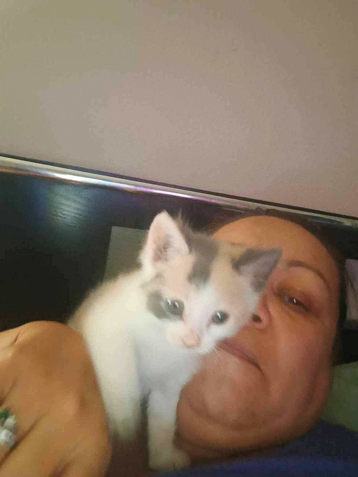 Cookie is registered to the contest to win money with this photo: carnivore, cat, comfort, domestic_short_haired_cat, ear, eye, fawn, felidae, finger, fur, hand, head, iris, nail, nose, paw, small_to_medium_sized_cats, snout, tail, whiskers