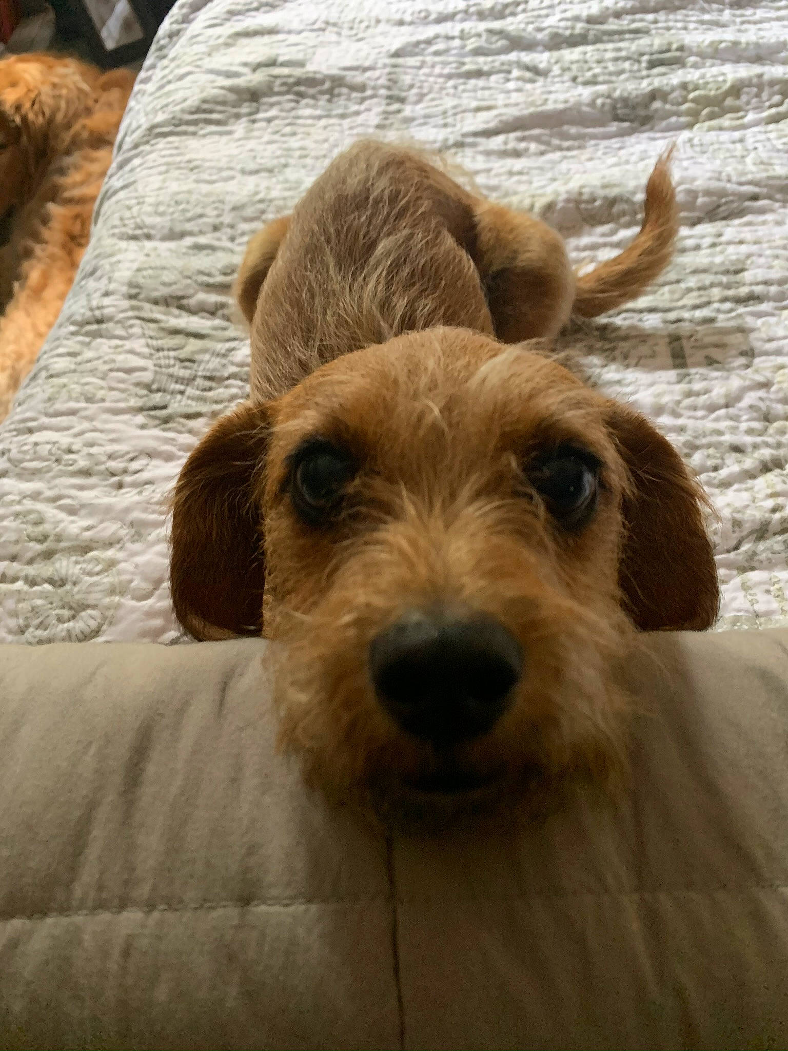 Winston is registered to the contest to win money with this photo: canidae, carnivore, comfort, companion_dog, dog, dog_breed, eye, fawn, fur, hardwood, liver, livestock, pet_supply, snout, sporting_group, terrestrial_animal, terrier, whiskers, wood, working_animal