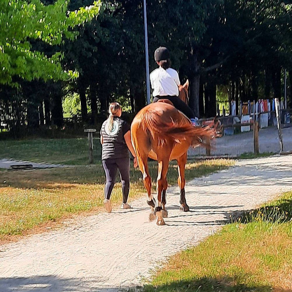 Emmanuella a rejoint le concours — aidez-le/la à gagner de superbes lots ! bridle, english_riding, equestrian_helmet, equestrian_sport, equestrianism, grass, horse, horse_supplies, horse_tack, jockey, landscape, leisure, pack_animal, person, plant, recreation, rein, saddle, sorrel, tree