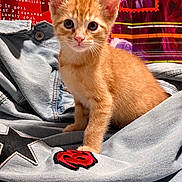 Bowie is registered to the contest to win money with this photo: cat, kitten, orange_cat, tabby, animal, pet, sitting, portrait, close_up, looking_at_camera, ears, whiskers, pink_nose, blue_eyes, denim, jacket, clothing, red_patch, colorful_background, indoor
