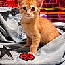 cat, kitten, orange_cat, tabby, animal, pet, sitting, portrait, close_up, looking_at_camera, ears, whiskers, pink_nose, blue_eyes, denim, jacket, clothing, red_patch, colorful_background, indoor
