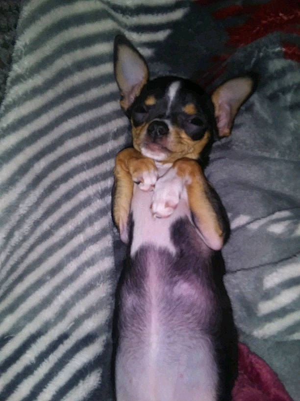 Misha is registered to the contest to win money with this photo: canidae, carnivore, chihuahua, companion_dog, corgi_chihuahua, dog, dog_breed, english_toy_terrier, mammal, miniature_fox_terrier, miniature_pinscher, prazsky_krysarik, puppy, rat_terrier, russkiy_toy, snout, teddy_roosevelt_terrier, toy_dog, toy_fox_terrier, vertebrate