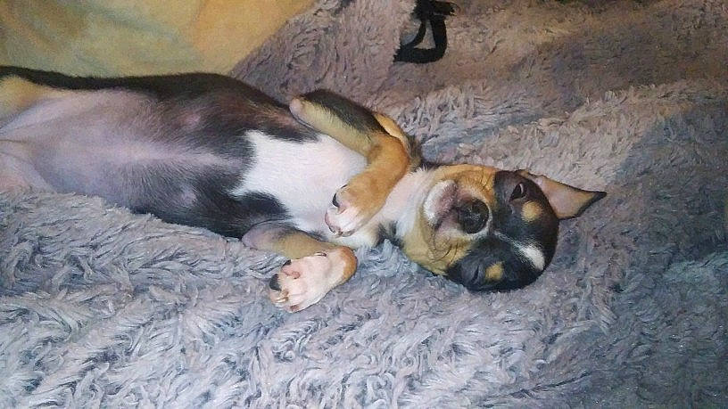 Misha is registered to the contest to win money with this photo: canidae, carnivore, dog, dog_breed, fawn, mammal, nap, paw, snout, street_dog, vertebrate