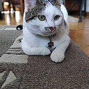 Serena participe au concours pour gagner de l'argent avec cette photo : animal, carpet, cat, closeup, collar, cute, domestic, feline, furniture, green_eyes, home, indoor, paw_tag, pet, portrait, relaxed, sitting, tabby, white, wood_floor