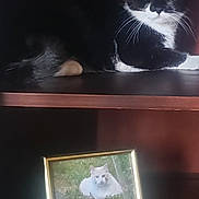 Mimie a rejoint le concours — aidez-le/la à gagner de superbes lots ! cat, black_and_white_cat, shelf, wooden_furniture, framed_photo, white_cat_photo, green_eyes, pet, animal, indoor, relaxing, portrait, closeup, feline, domestic_cat, fur, whiskers, resting, curious, household