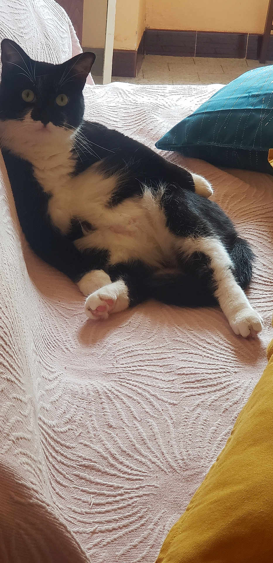 Mimie participe au concours pour gagner de l'argent avec cette photo : animal, black_and_white, cat, comfortable, couch, cozy, curious, feline, fur, home, indoor, lounging, pet, pillow, pink, relaxed, teal, textured_fabric, whiskers, yellow