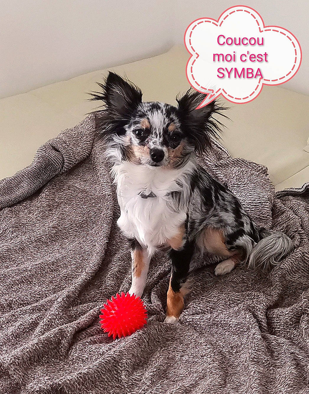 Symba participe au concours pour gagner de l'argent avec cette photo : canidae, carnivore, chihuahua, companion_dog, dog, dog_breed, dog_supply, fawn, fictional_character, font, fur, grey, happy, snout, sporting_group, tail, toy_dog, whiskers, wing, working_animal