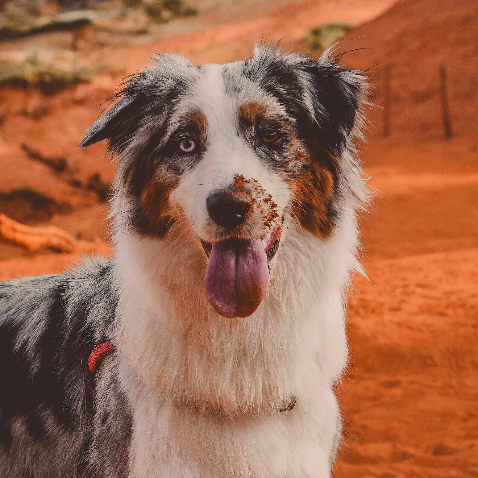 Shiva a rejoint le concours — aidez-le/la à gagner de superbes lots ! airedale, animal, ball, bodypart, canine, cockerspaniel, collie, dog, football, hound, husky, mouth, person, pet, puppy, soccer, soccerball, teeth, terrier, tongue