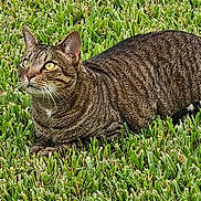 Jagger joined the competition — help win amazing prizes! cat, tabby_cat, grass, outdoor, animal, pet, feline, alert, lying_down, greenery, nature, whiskers, ears, eye, fur, tail, mammal, domestic_animal, closeup, daylight