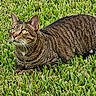 alert, animal, cat, closeup, daylight, domestic_animal, ears, eye, feline, fur, grass, greenery, lying_down, mammal, nature, outdoor, pet, tabby_cat, tail, whiskers