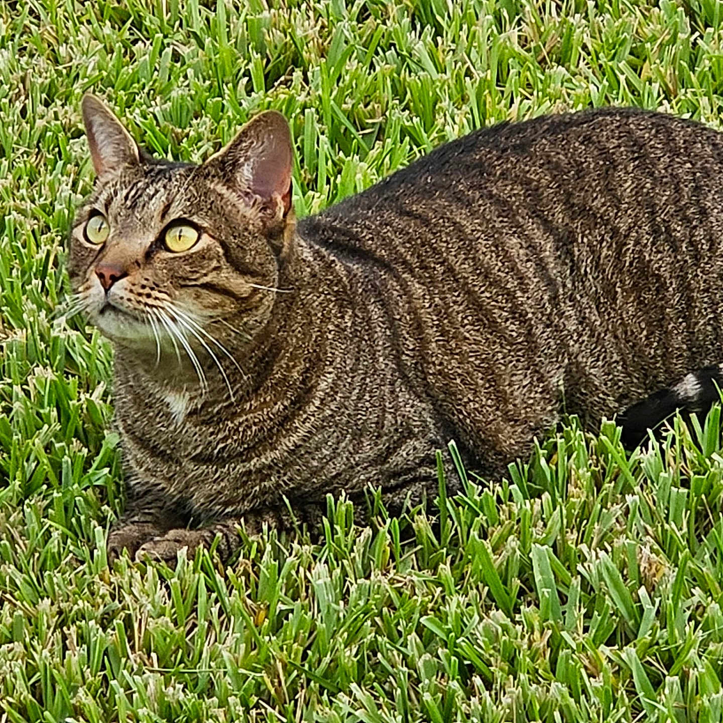 Jagger joined the competition — help win amazing prizes! cat, tabby_cat, grass, outdoor, animal, pet, feline, alert, lying_down, greenery, nature, whiskers, ears, eye, fur, tail, mammal, domestic_animal, closeup, daylight