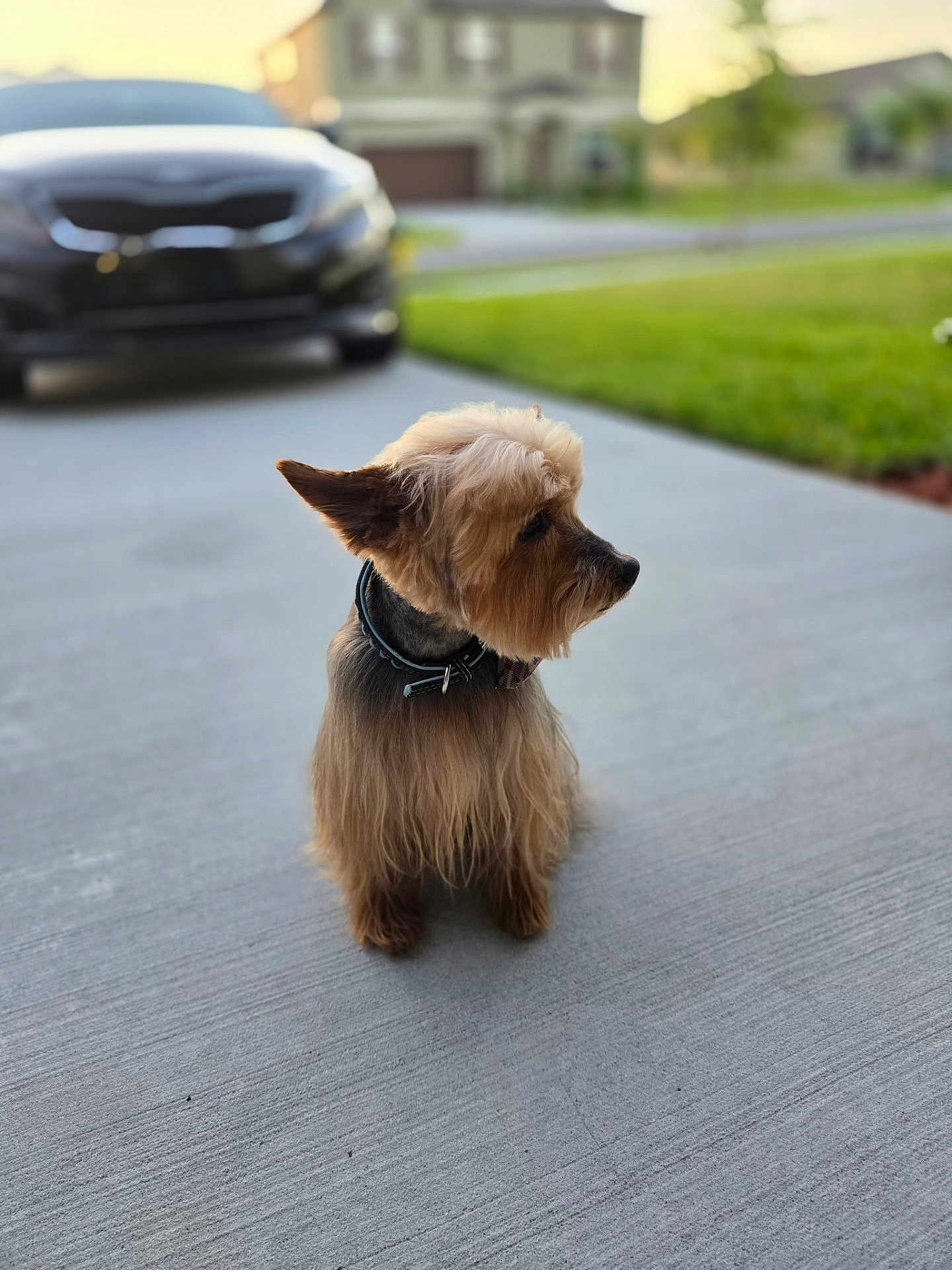 Msson joined the competition — help win amazing prizes! dog, small_dog, terrier, sitting, pavement, driveway, car, blurred_background, grass, house, collar, pet, portrait, fur, whiskers, ears, outdoors, sunset_light, bokeh, attentive