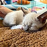 Momo is registered to the contest to win money with this photo: animal, blanket, cat, closeup, comfort, cozy, cute, domestic, fur, hand, indoor, kitten, pet, relaxing, resting, siamese, sleeping, small, texture, warm