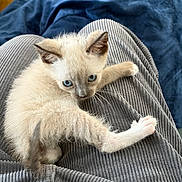 Momo is registered to the contest to win money with this photo: animal, blanket, blue_eyes, cat, corduroy, cozy, curious, cute, fluffy, fur, indoor, kitten, lap, paws, person, pet, relaxed, resting, whiskers, young