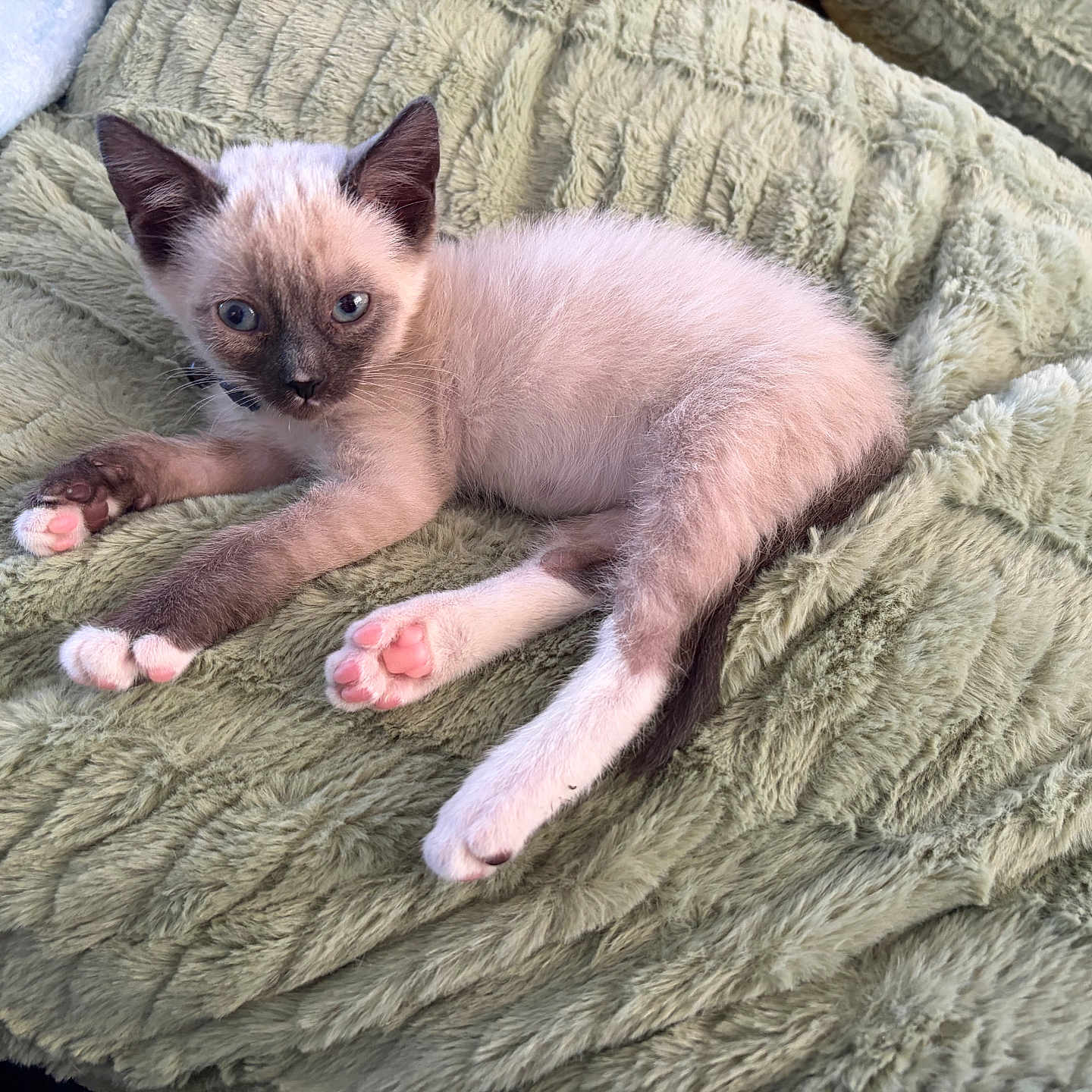Momo joined the competition — help win amazing prizes! adorable, animal, blanket, blue_eyes, cat, cute, feline, fur, indoor, kitten, mammal, paw_pads, pet, relaxed, resting, siamese, small, soft_texture, whiskers, young