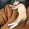 Momo joined the competition — help win amazing prizes! animal, brown_blanket, collar, comfort, cozy, cute, feline, fur, home, indoor, kitten, peaceful, pet, pink_paws, relaxing, resting, sleeping, small, sofa, soft_texture
