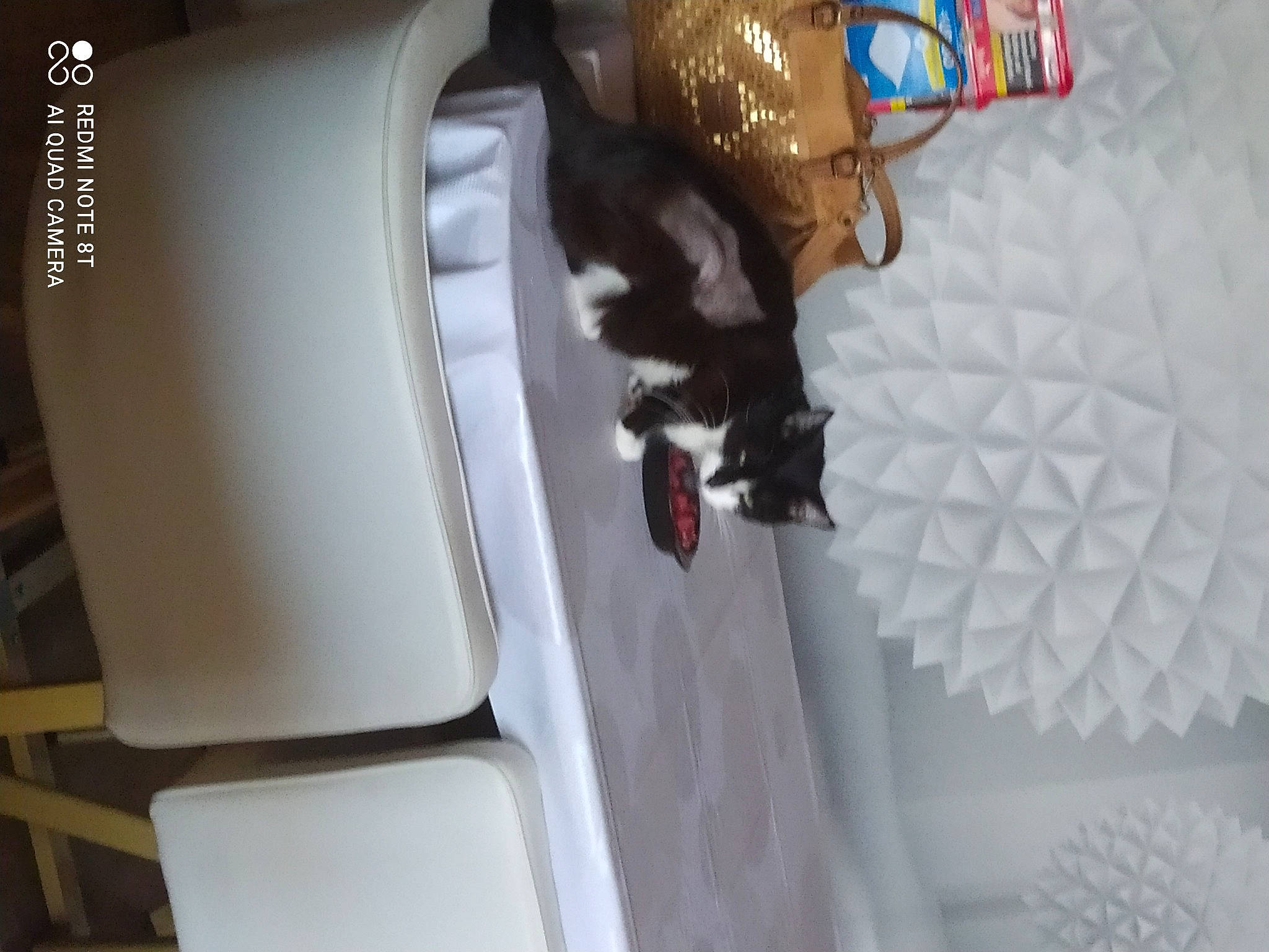 Zou a rejoint le concours — aidez-le/la à gagner de superbes lots ! carmine, carnivore, comfort, companion_dog, dog, dress, felidae, fur, human_leg, leg, material_property, pattern, product, room, small_to_medium_sized_cats, sporting_group, tail, textile, toy, whiskers